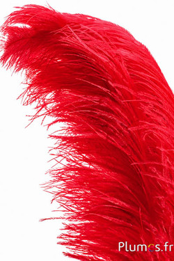 Struzzo premium - 50-60 cm - rosso